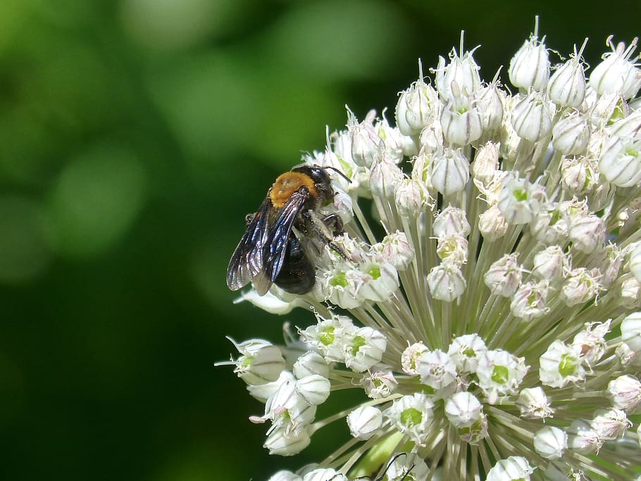bee, libar, flower, foreground, garlic flower, pollen, flowering plant HD wallpaper