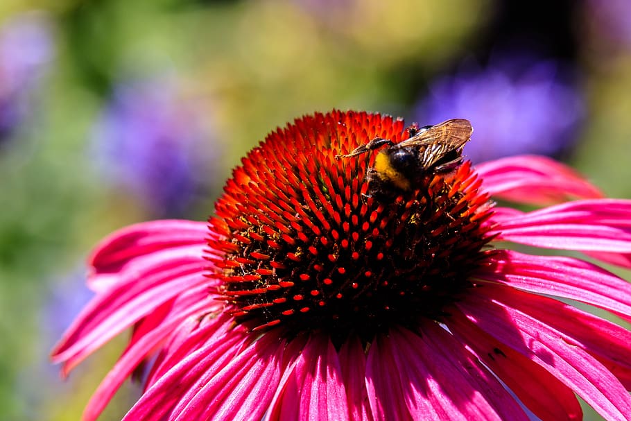 flower, blossom, bloom, nature, garden, flower garden, gerbera HD wallpaper