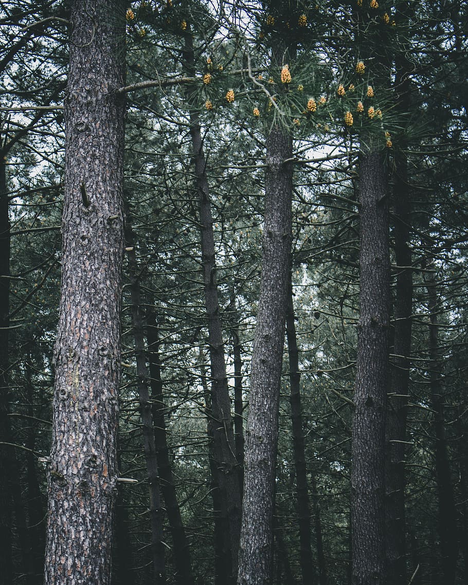 Landscape Photography of Green-leafed Trees, bark, branches, conifer HD wallpaper