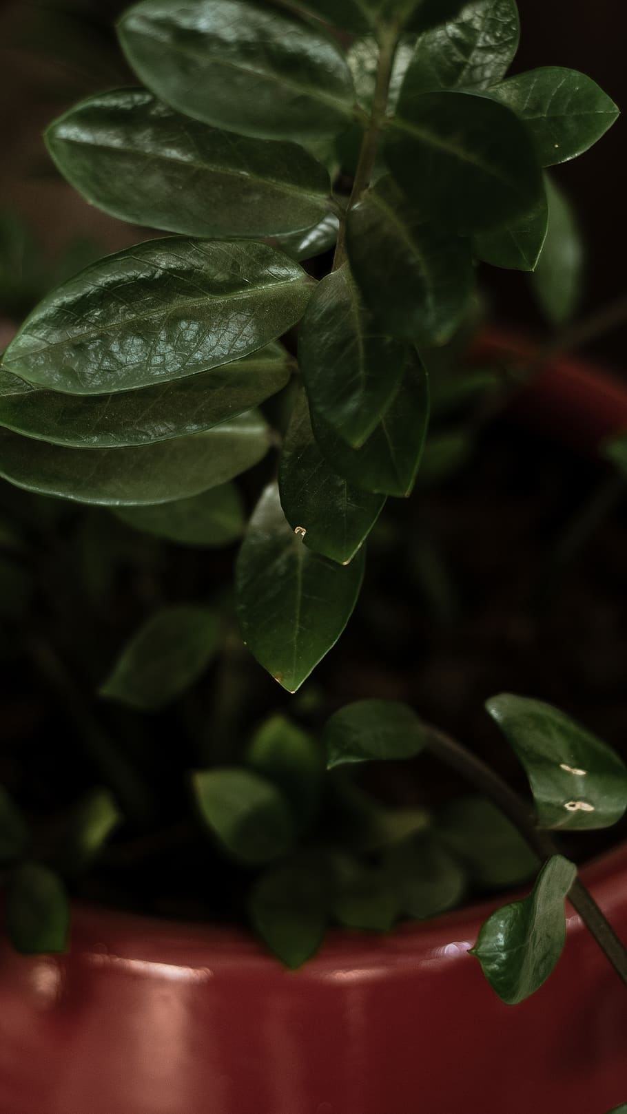 leaf, plant, annonaceae, tree, blossom, flower, acanthaceae HD wallpaper