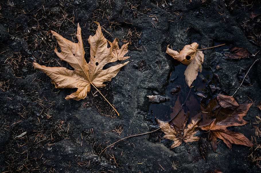 autumn, black, brown, gray, ground, leaves, leaf, plant part HD wallpaper