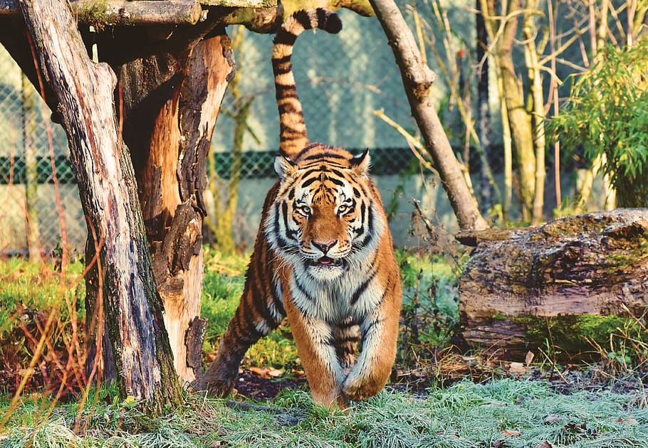 Photo Of Tiger, animal, animal photography, bengal tiger, big cat, HD wallpaper