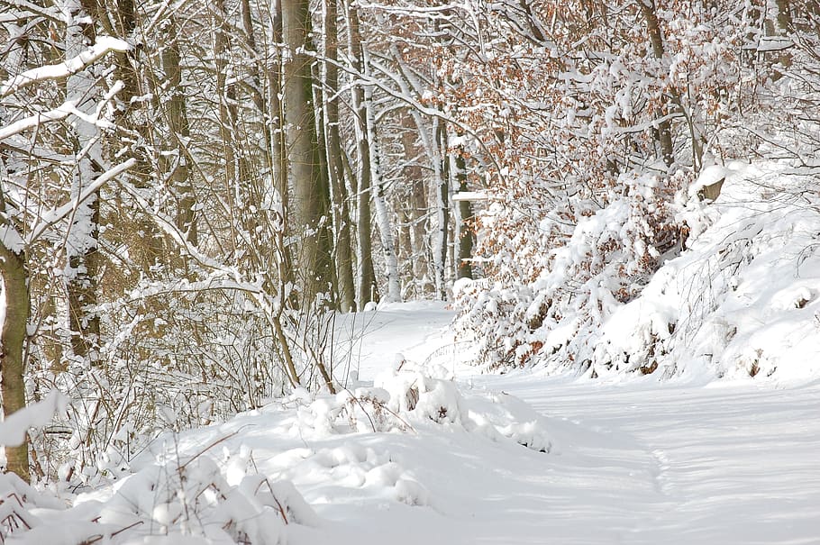 forest, forest path, snow, winter, mood, nature, cold temperature HD wallpaper