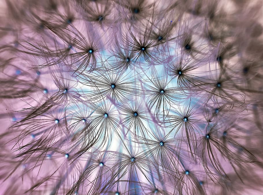 Dandelion Flower Seeing White and Blue Sky Close Up Photo, background HD wallpaper