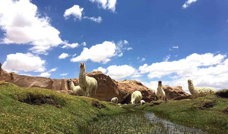 white llamas on pasture under blue sky during daytime, mammal