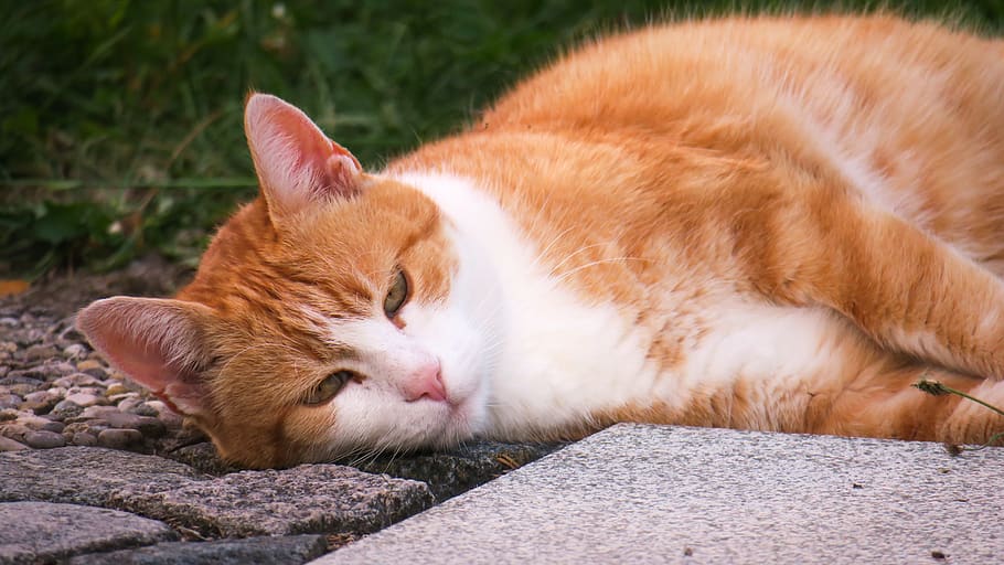 cat, rest, thoughtful, concerns, sleep, red head, firescreen HD wallpaper