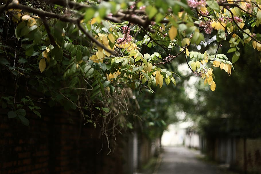 green-leafed plant, tree, outdoors, tree trunk, garden, arbour HD wallpaper