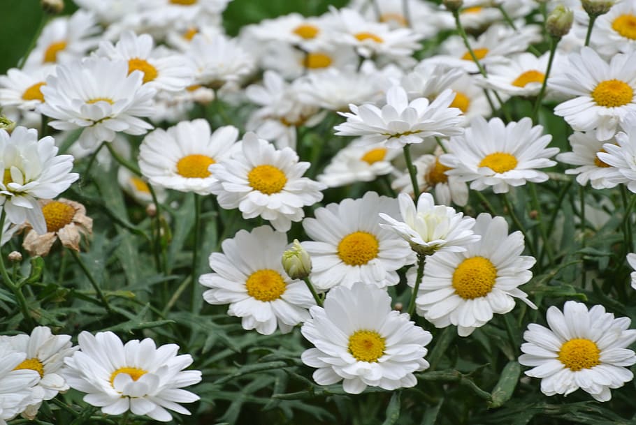 nature, summer, spring, flower, floral, background, garden HD wallpaper