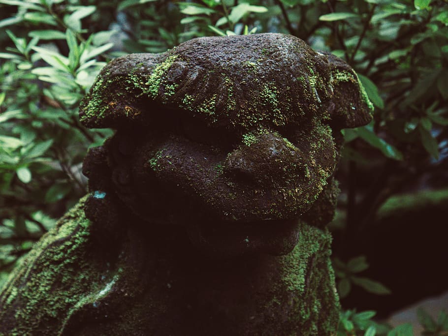 moss covered stone, plant, water, fungus, outdoors, nature, mushroom HD wallpaper