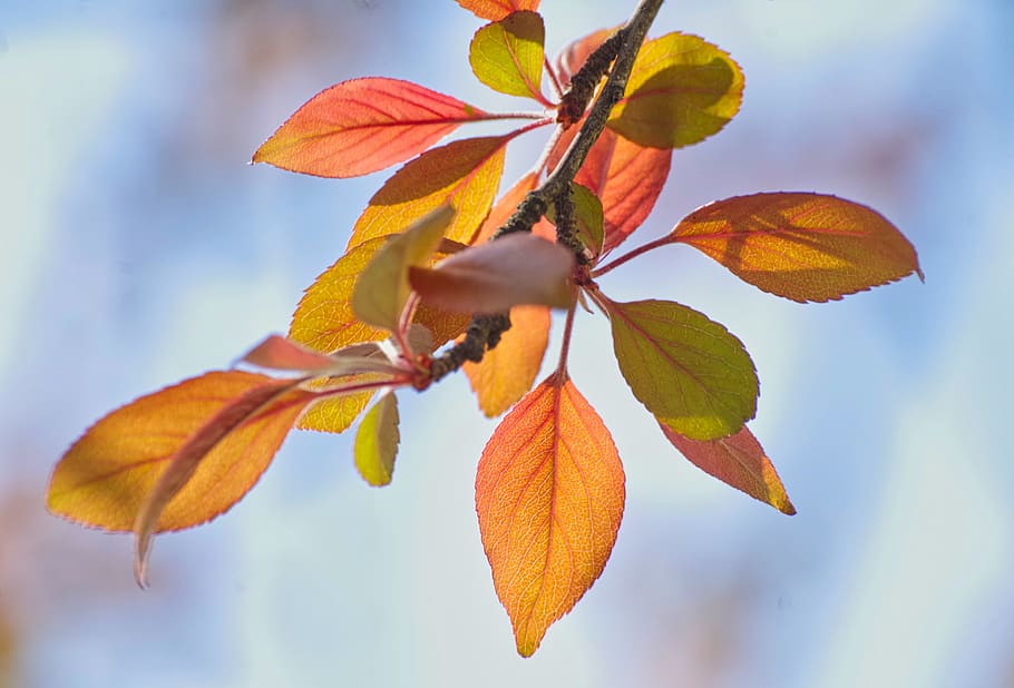 leaves, spring, light, color, natural, tree, nature, plant HD wallpaper