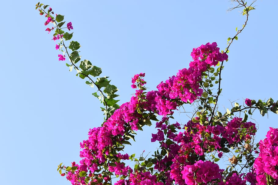 Hd Wallpaper Pink Bougainvilleas Plant Pink Color Flower Flowering