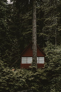 house on forest, tree, cabin, pine, wood, pnw, pacific northwest HD wallpaper