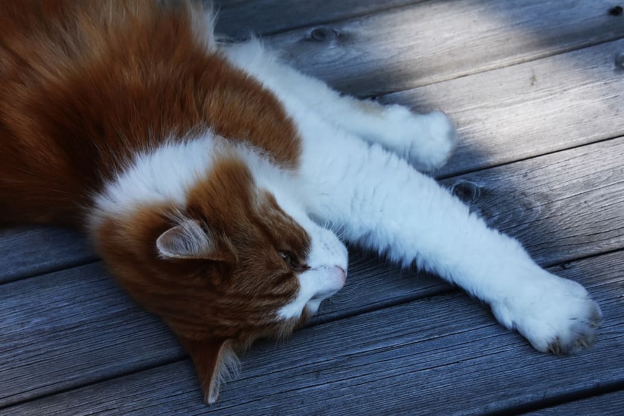 norge, geilo, cat, mammal, domestic, domestic animals, pets HD wallpaper