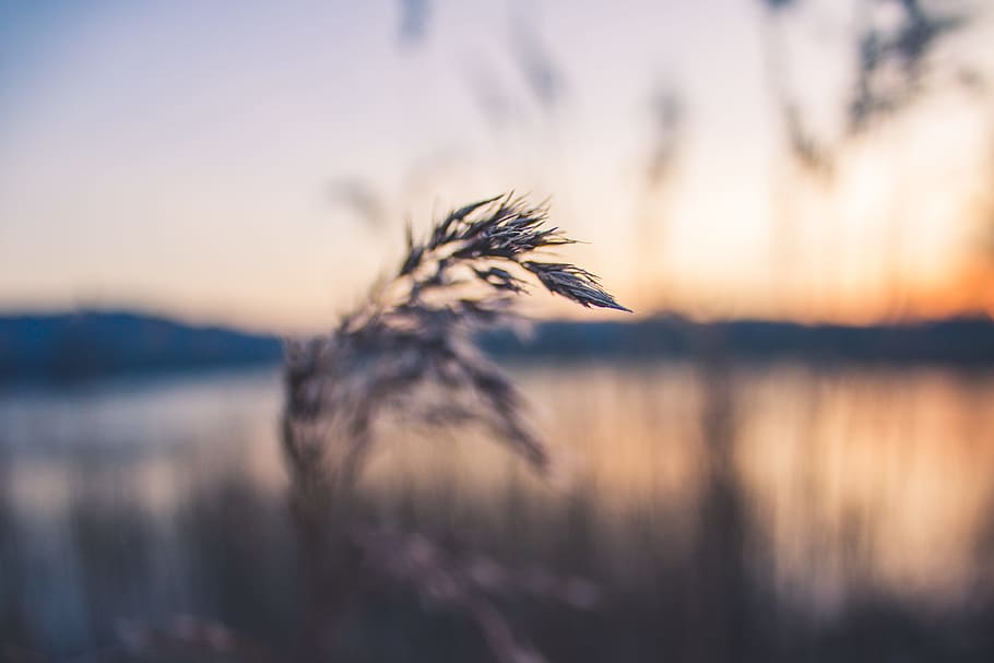 Shallow Focus Photography of Grey Wheat, blurry, grass, macro HD wallpaper
