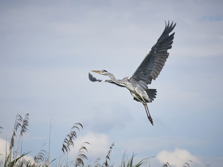 bird, bodensee, lake, heron, animals in the wild, animal wildlife HD wallpaper