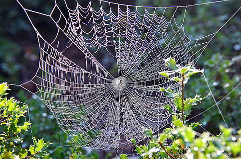 Spider Web Beside Leafed Plant, blur, close-up, design, focus HD wallpaper