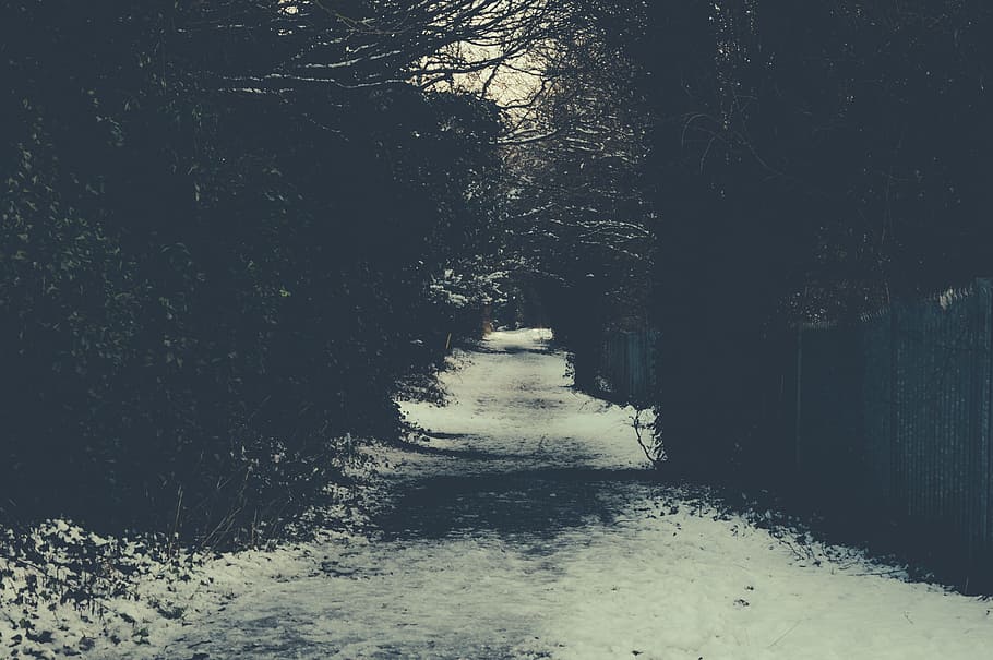 path, way, ice, snow, winters, plants, tree, green, white, direction HD wallpaper