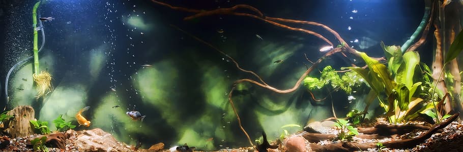 fish, image, nature, undersea, underwater, animal themes, fish tank HD wallpaper