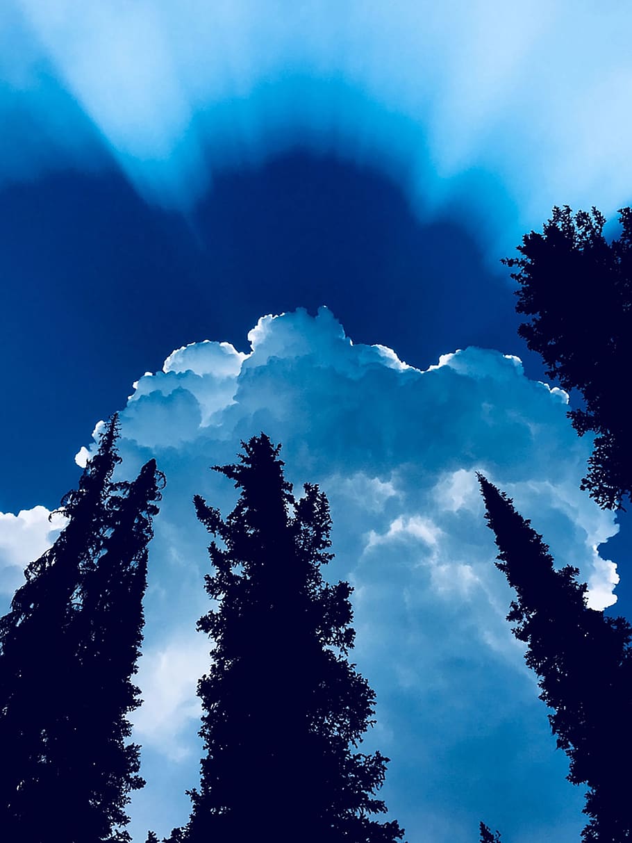 sun rays, pine trees, sky, blue, cloud, low angle view, plant HD wallpaper