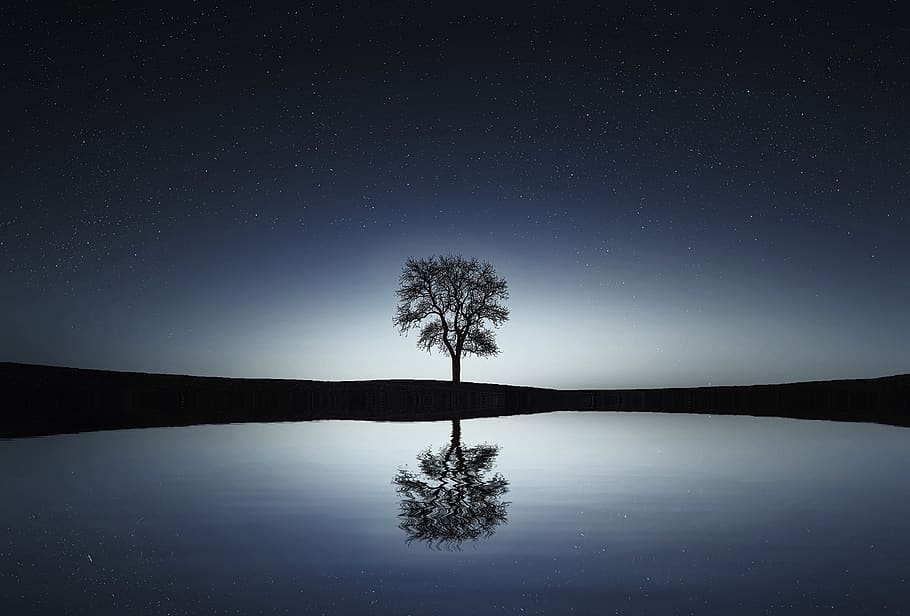 Black Tree Near Body of Water, landscape, nature, night, reflection HD wallpaper