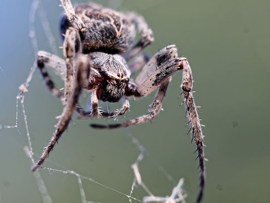 arachnid, spider, arthropod, invertebrate, close-up, animal themes HD wallpaper
