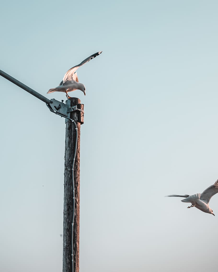Bird Perched on Wooden Post, animal photography, animals, birds HD wallpaper