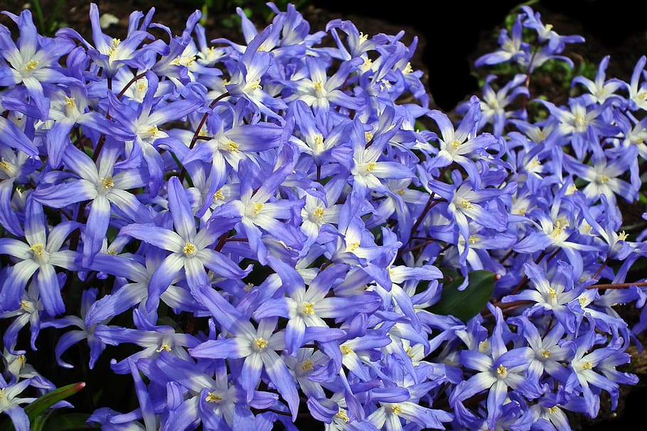 flowers, blue, nature, spring, flourishing, decorative, garden HD wallpaper