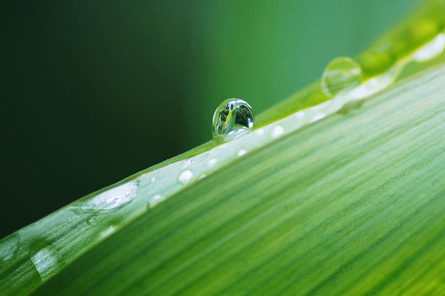 droplet, animal, insect, invertebrate, plant, leaf, bubble, HD wallpaper