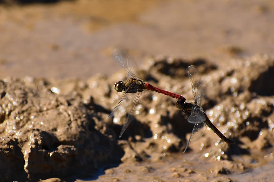 natural, landscape, waterside, insect, dragonfly, red dragonfly HD wallpaper