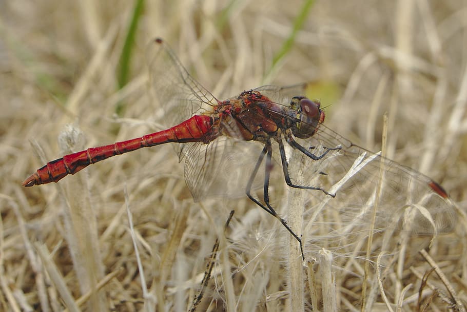 Red Dragonfly Perching on Beige Grass, close-up, insect, invertebrate HD wallpaper