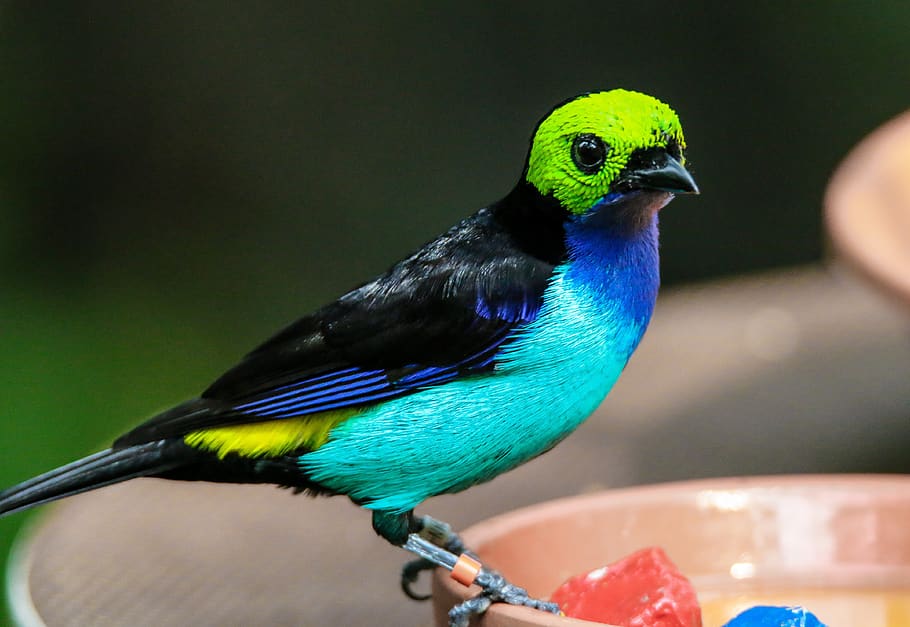 animal world, bird, paradiestangare, exotic, sparrow bird, colorful