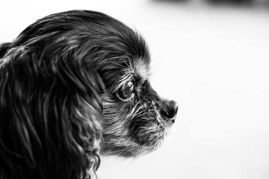 spaniel, canine, animal, cocker spaniel, mammal, pet, puppy HD wallpaper
