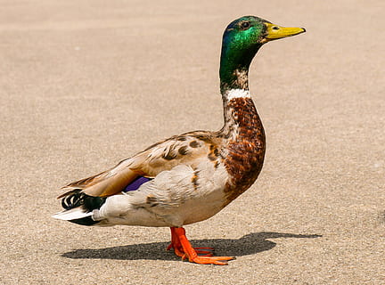animals, bird, duck, drake, curiosity, water bird, bill, plumage HD wallpaper