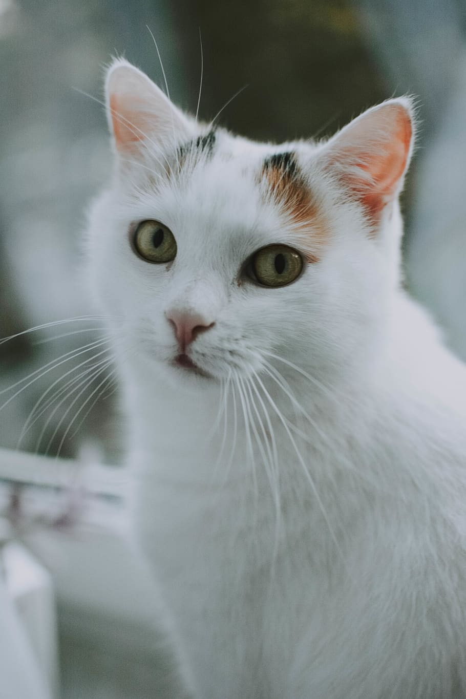 austria, animal themes, cat, one animal, domestic cat, pets HD wallpaper