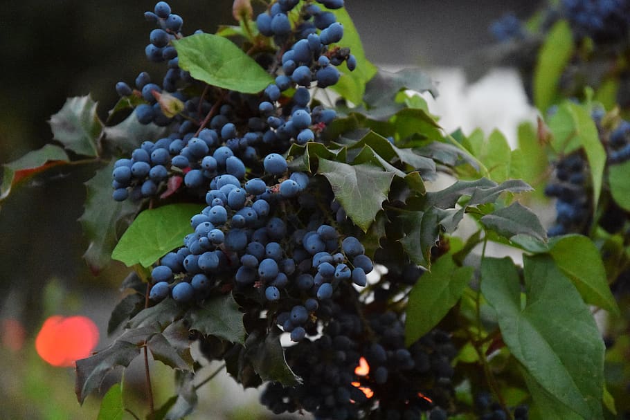 Blue Berries, berry, bunch, farm, fruit, grape, grow, juicy, plant HD wallpaper