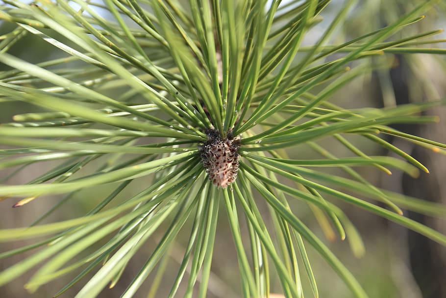 pine, fir tree, nature, forest, branches, spruce, nature reserve HD wallpaper