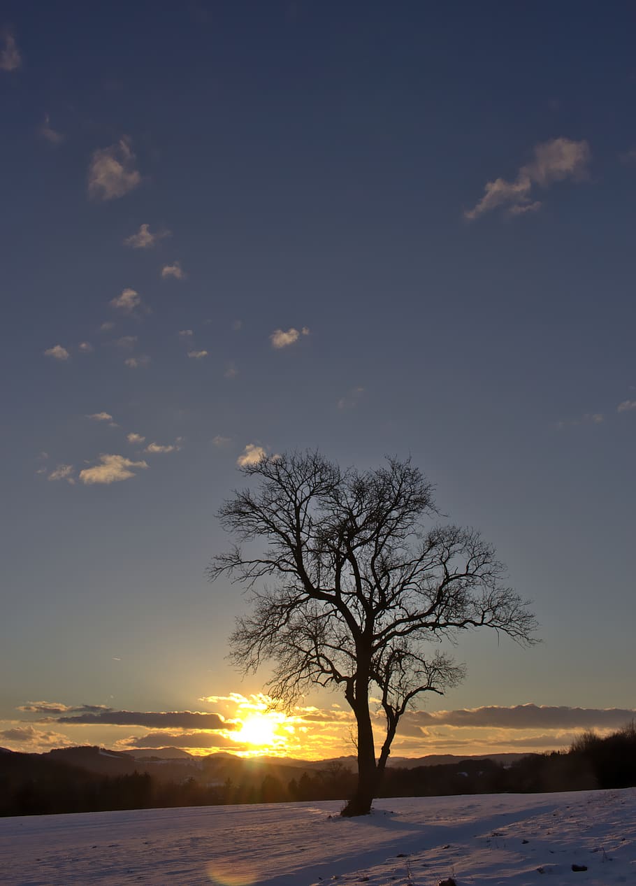 austria, eichgraben, tree, sunset, snow, sky, beauty in nature HD wallpaper