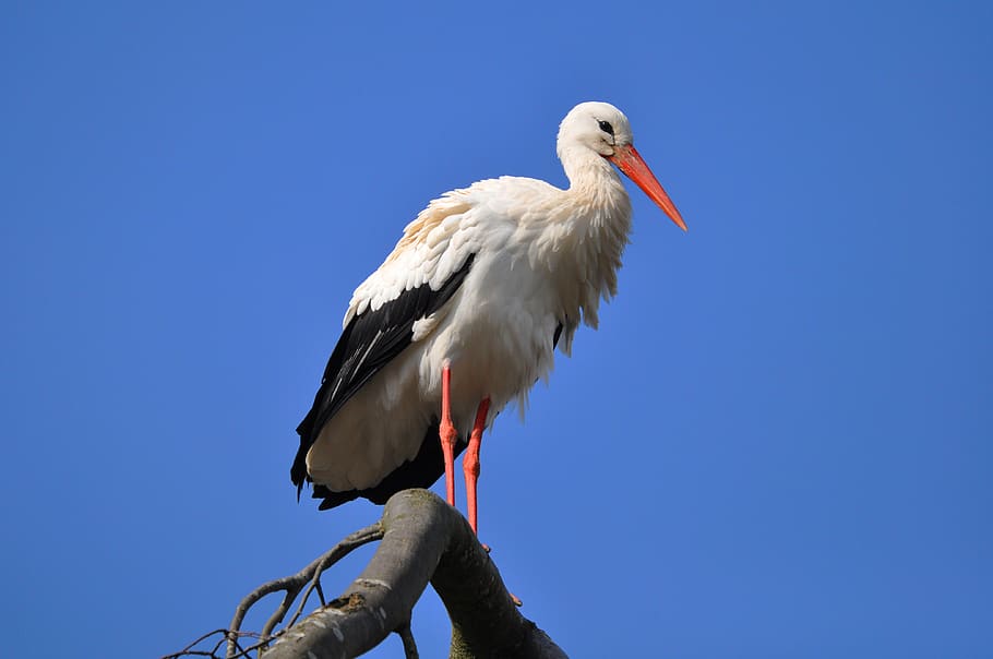 stork, wading bird, animal, ciconia ciconia, perch, branch, HD wallpaper