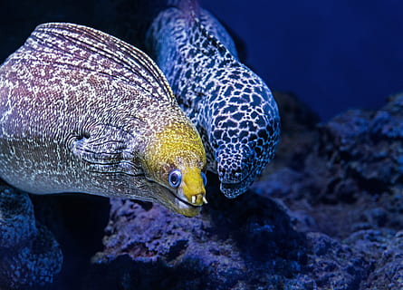 brown and white underwater creature, eel, moray eel, fish, nature HD wallpaper