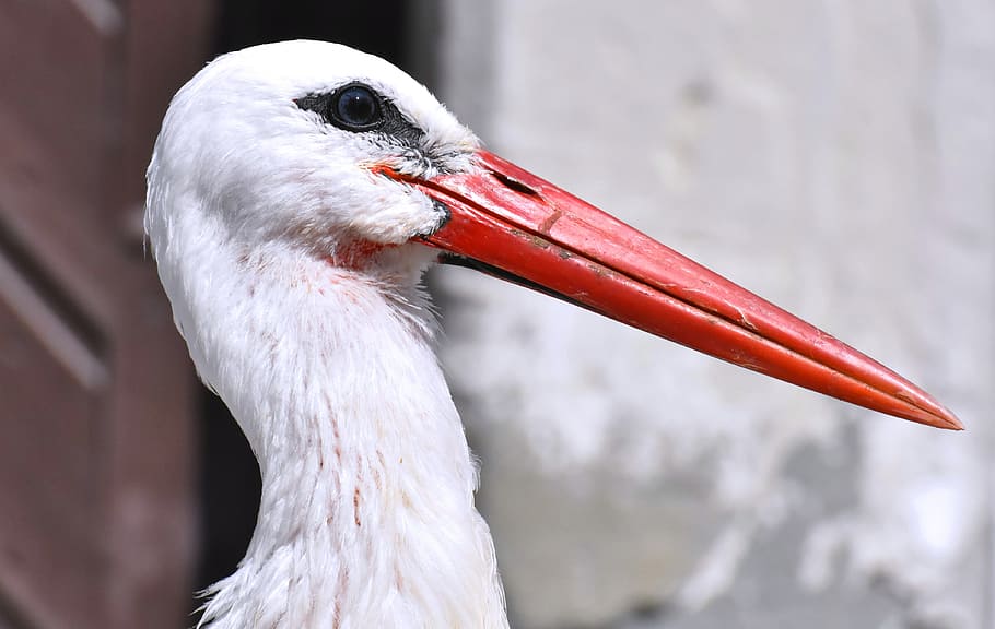 stork, wing, birds, plumage, nature, animals, rattle stork HD wallpaper