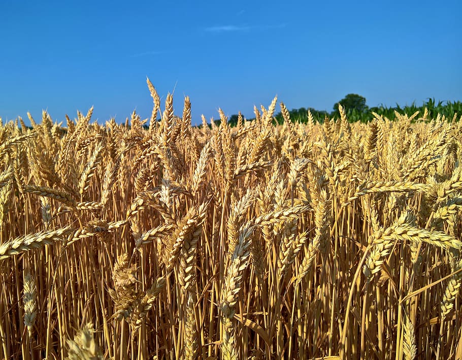 nature, summer, cereal, wheat, crop, straw, corn, agriculture HD wallpaper