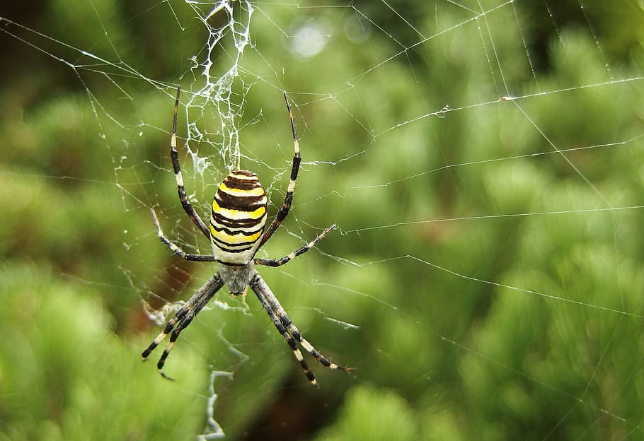 web, spider, spider web, animal themes, fragility, invertebrate HD wallpaper