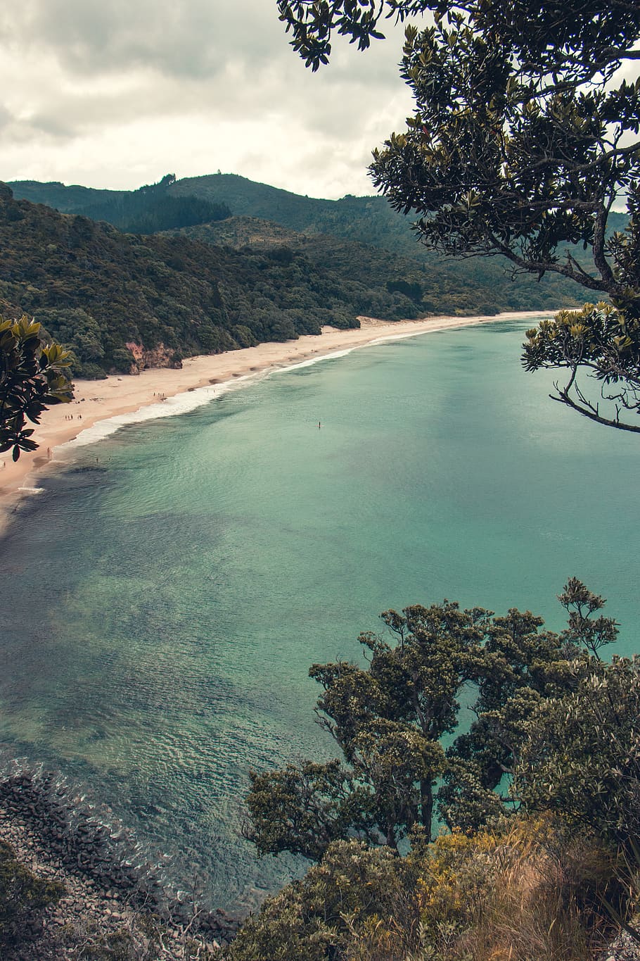 tree lined beige sand beach, water, plant, beauty in nature, tranquil scene HD wallpaper
