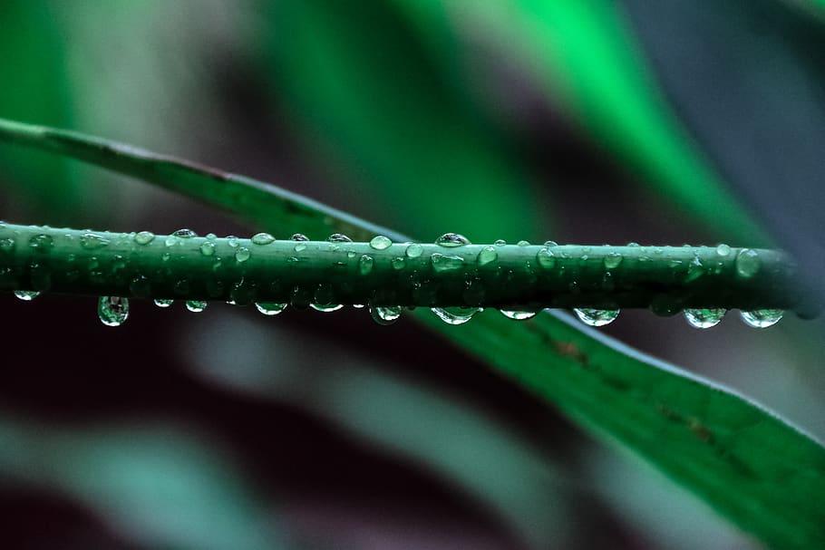 Macro Photography of Green Leaf Plant, close-up, dew, first rain, HD wallpaper