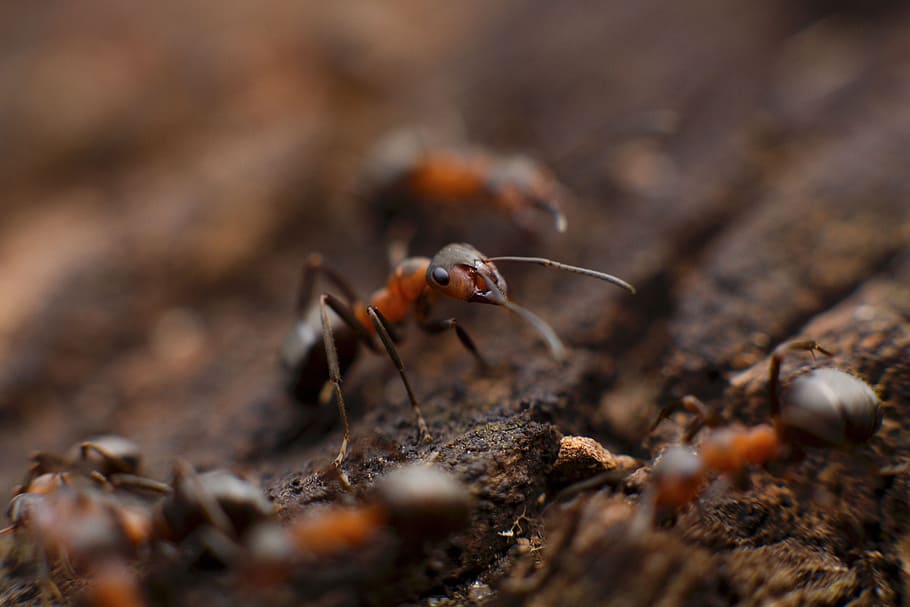 ant, insect, macro, close up, soil, animal themes, animal wildlife HD wallpaper