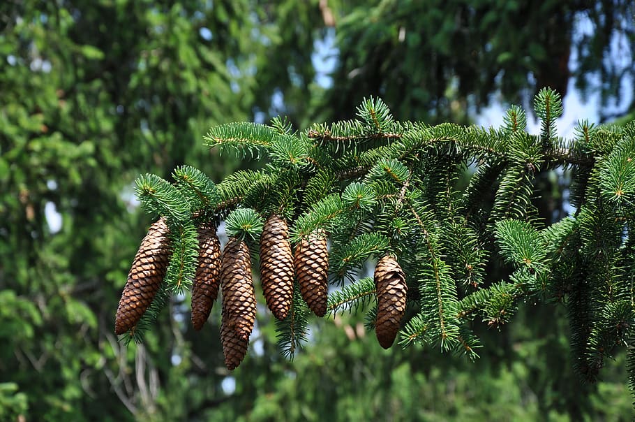 fir cones, evergreen, nature, trees, forest, plant, growth HD wallpaper