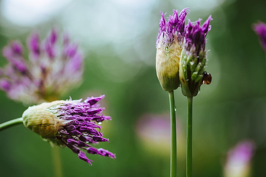 flowers, macro, spring, green, colors, purple, garden, flowering plant HD wallpaper