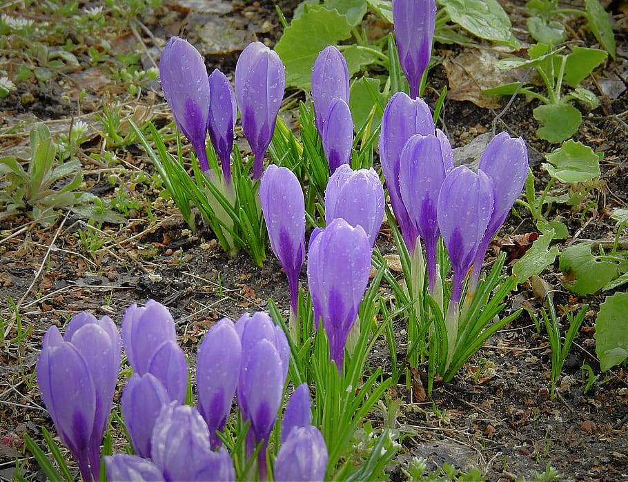crocus, after the rain, flowers, spring, beautiful, purple HD wallpaper