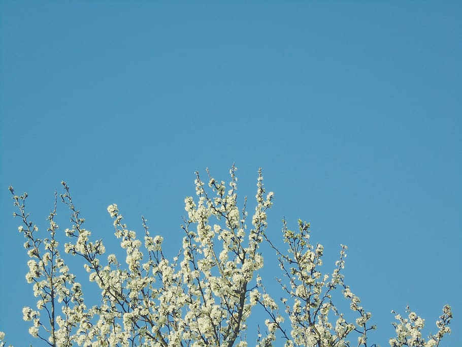 ukraine, cherry, tree, blossom, flower, spring, sky, beautiful HD wallpaper