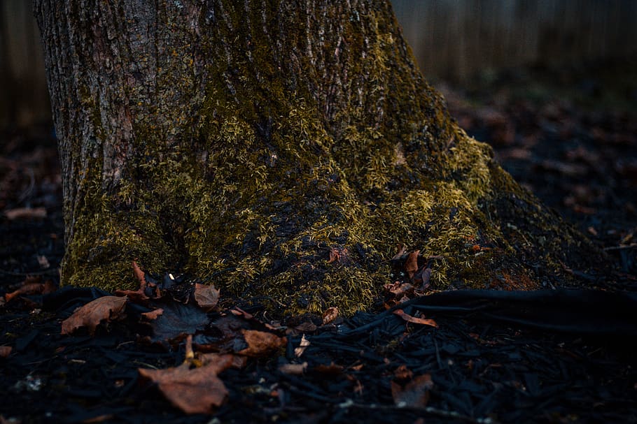 green tree trunk, nature, leaf, autumn, land, plant, plant part HD wallpaper